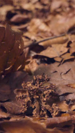 Vertikale-Video-Nahaufnahme-Tote-Blätter-Waldboden-Uk-Waldlandschaft